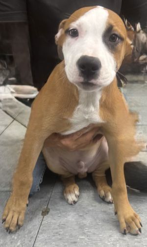 Hank, Young Male Terrier