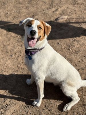 Spike, Adult Male Mixed Breed