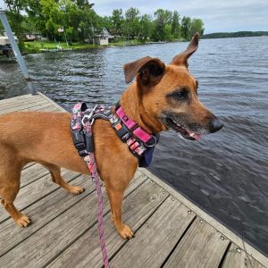 Bailey, Adult Female Terrier