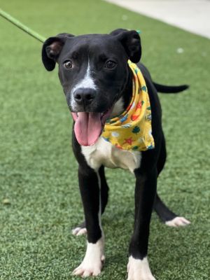 Roscoe (Rx2), Young Male Labrador Retriever