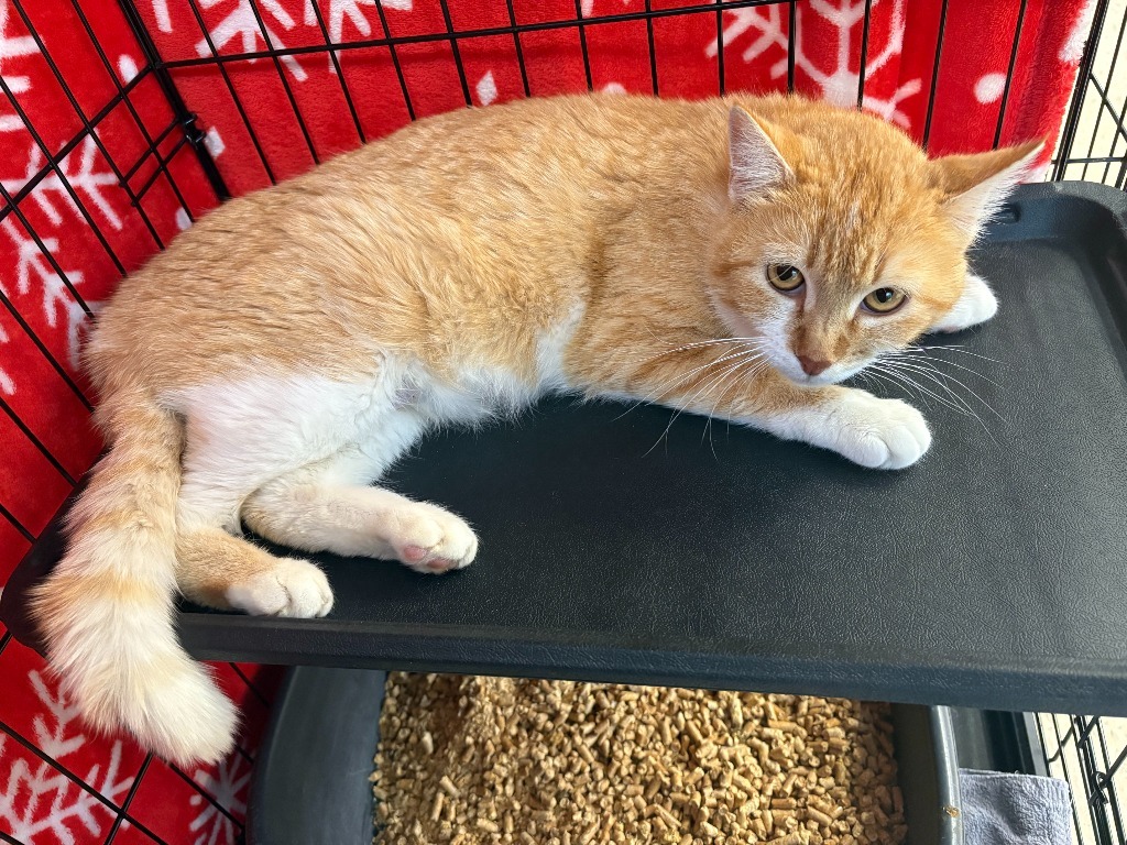 Duchess, an adoptable Domestic Short Hair in Heber City, UT, 84032 | Photo Image 1