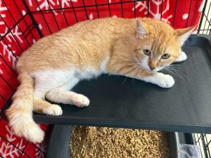 Duchess, Adult Female Domestic Short Hair