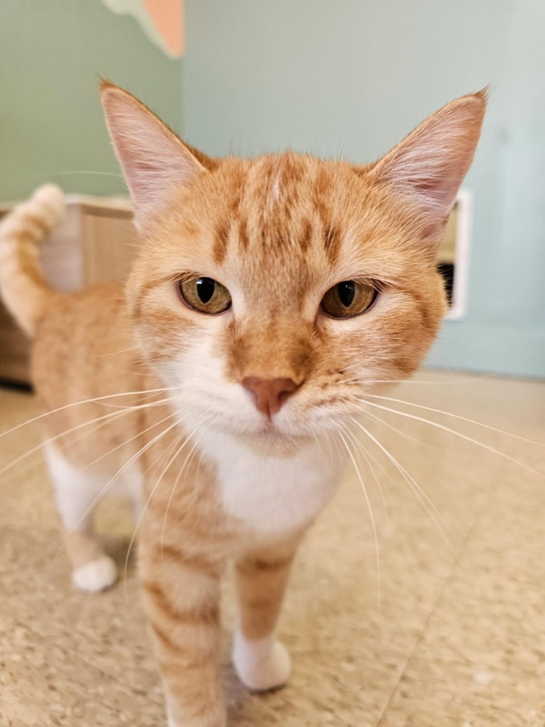 Duchess, an adoptable Domestic Short Hair in Heber City, UT, 84032 | Photo Image 1