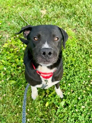 Max, Adult Male Labrador Retriever