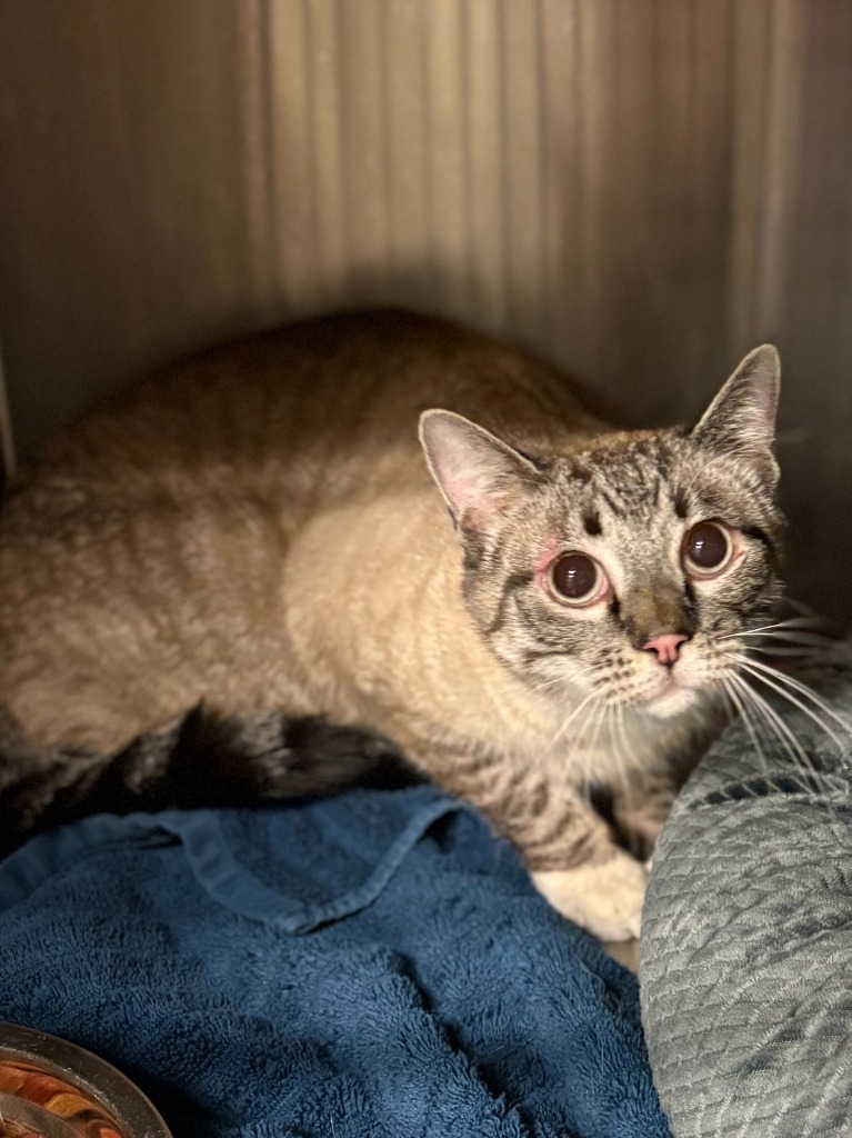 Asparagus, an adoptable Domestic Short Hair in Heber City, UT, 84032 | Photo Image 1