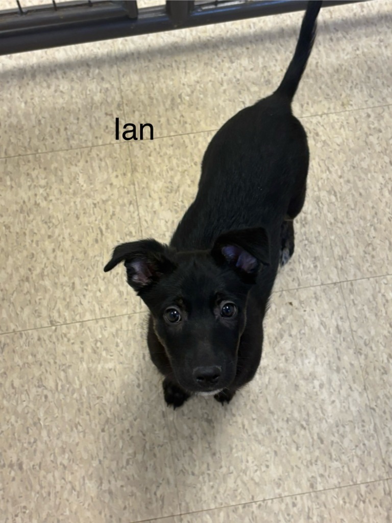 Ian
