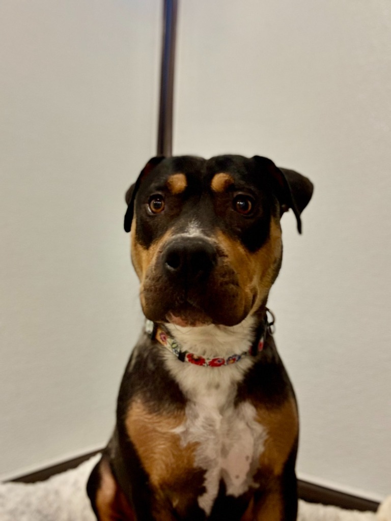 Cora