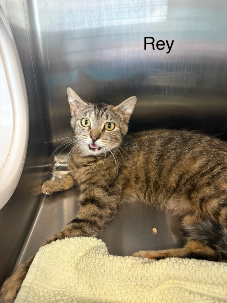 Rey, an adoptable Domestic Short Hair in Heber City, UT, 84032 | Photo Image 1