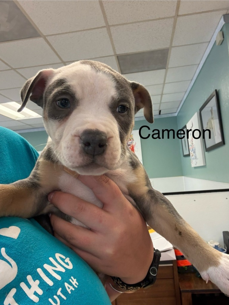 Cameron