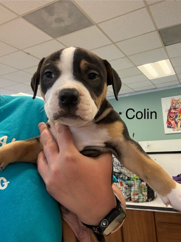 Colin