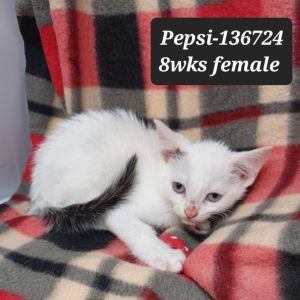 Pepsi, Baby Female Domestic Short Hair