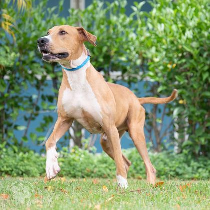Cabbage, an adoptable Rhodesian Ridgeback, Mixed Breed in Honolulu, HI, 96826 | Photo Image 2
