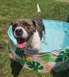 Brody photo 1