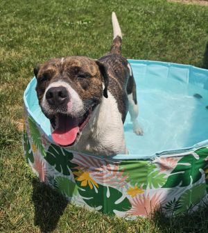 Brody, Adult Male Pit Bull Terrier