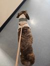 Brody photo 3