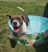 Brody photo 4