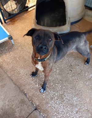 JOJO, Young Female Labrador Retriever