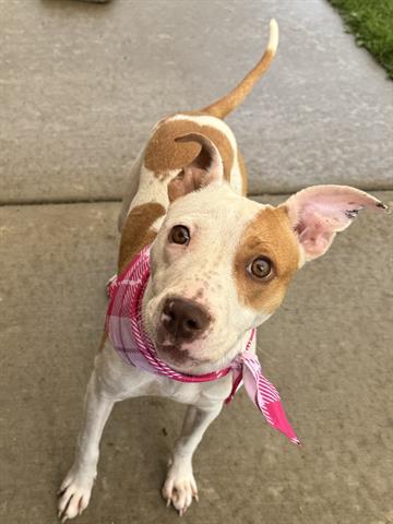 NOVA