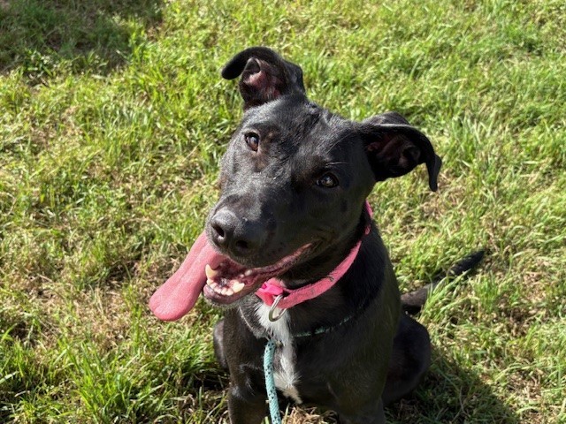 STELLA