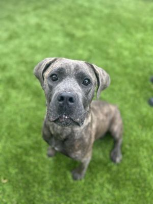 ISABELLA, Young Female Cane Corso