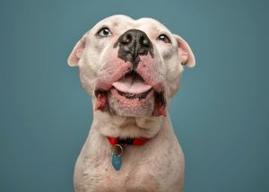 FROST, Adult Male Pit Bull Terrier
