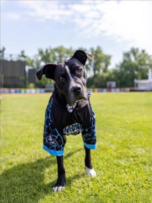 STICKS, Senior Male Pit Bull Terrier