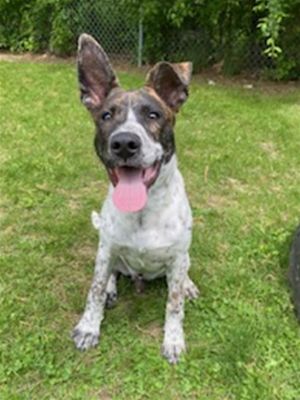 BRODY, Young Male Australian Cattle Dog / Blue Heeler