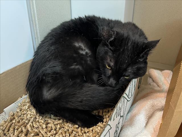 JASMINE, an adoptable Domestic Short Hair in Loveland, CO, 80538 | Photo Image 1