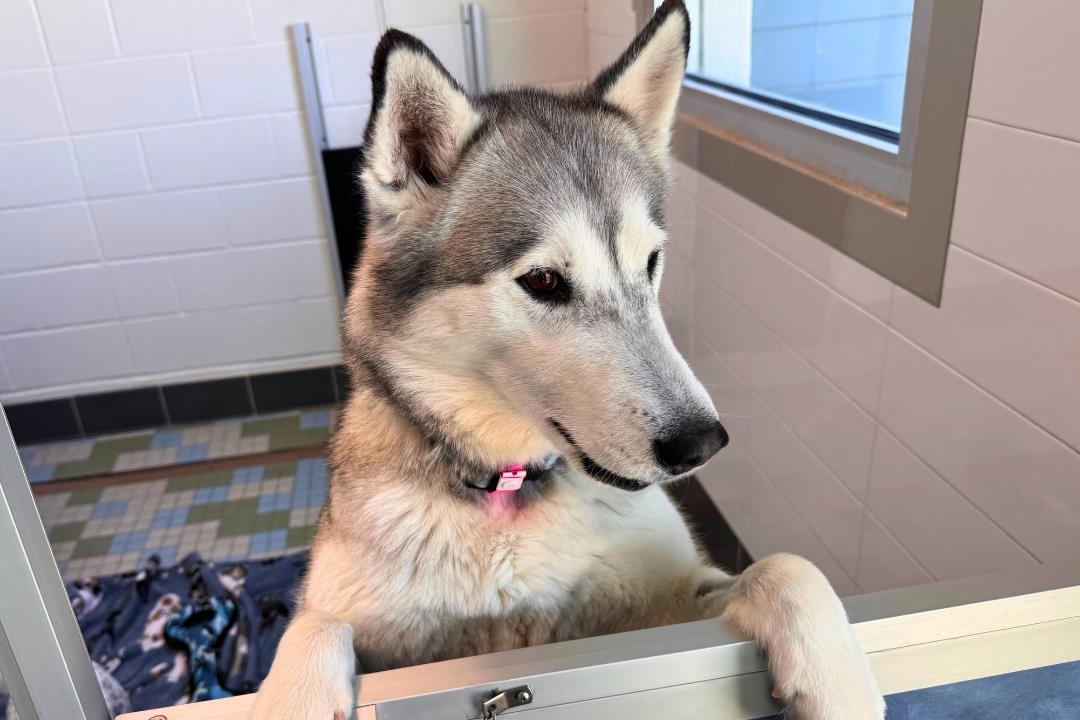 MAYA