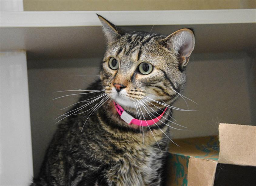 STORMY, an adoptable Domestic Short Hair in Loveland, CO, 80538 | Photo Image 1