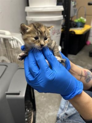 FARRAH, Baby Female Domestic Short Hair