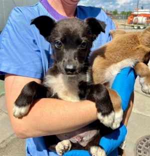 DUMPLING, Baby Male Border Collie