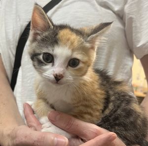 Dora Domestic Short Hair Cat