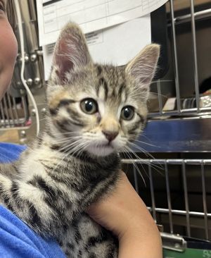 Primary Color Brown Tabby Weight 20625lbs Age 0yrs 0mths 8wks