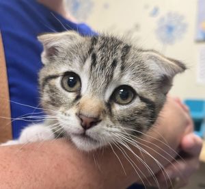 Primary Color Brown Tabby Secondary Color White Weight 21875lbs Age 0yrs 0mths 8wks