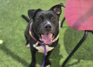 LIMA BEAN, Young Female Labrador Retriever