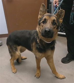 SAINT, Adult Male German Shepherd Dog