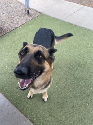 MILLI, Adult Female German Shepherd Dog