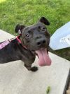 Odie photo 1