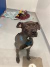 Odie photo 2