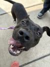Odie photo 3