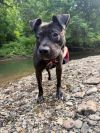 Odie photo 4