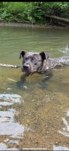 Odie photo 5