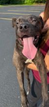 Odie photo 6