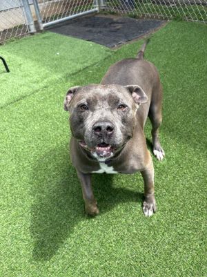 Anheuser, Adult Male Pit Bull Terrier