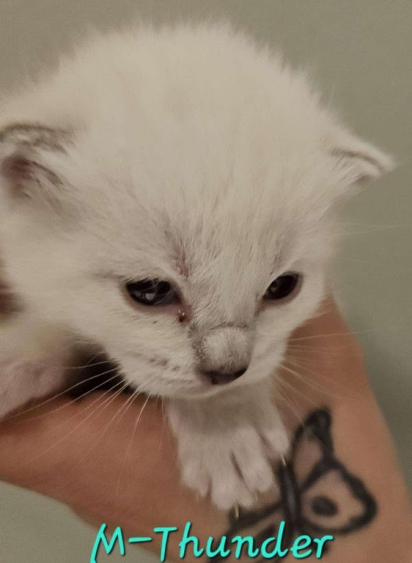 Pet Image
