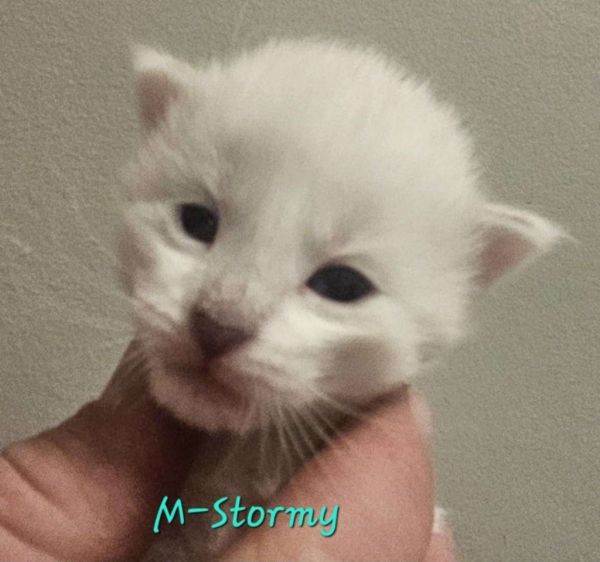 Pet Image