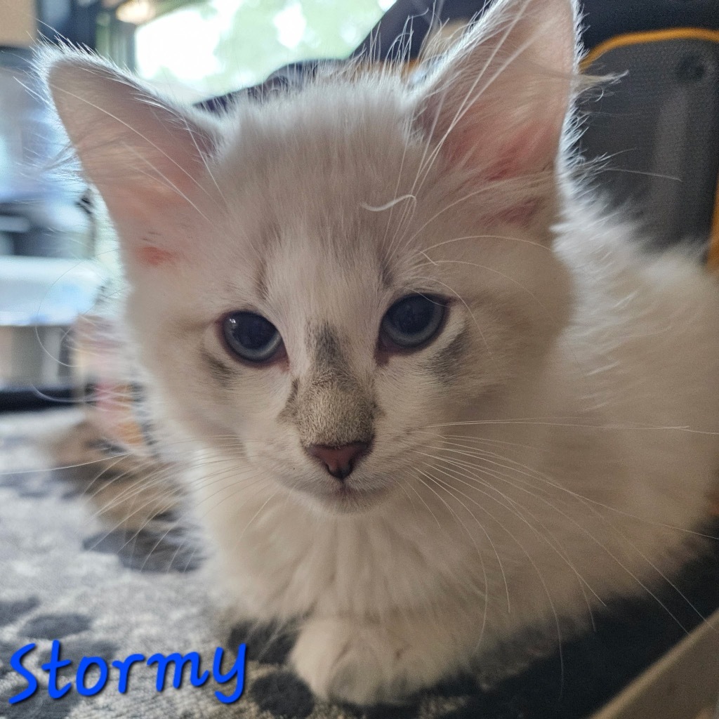 Stormy, an adoptable Domestic Short Hair in Cloquet, MN, 55720 | Photo Image 1