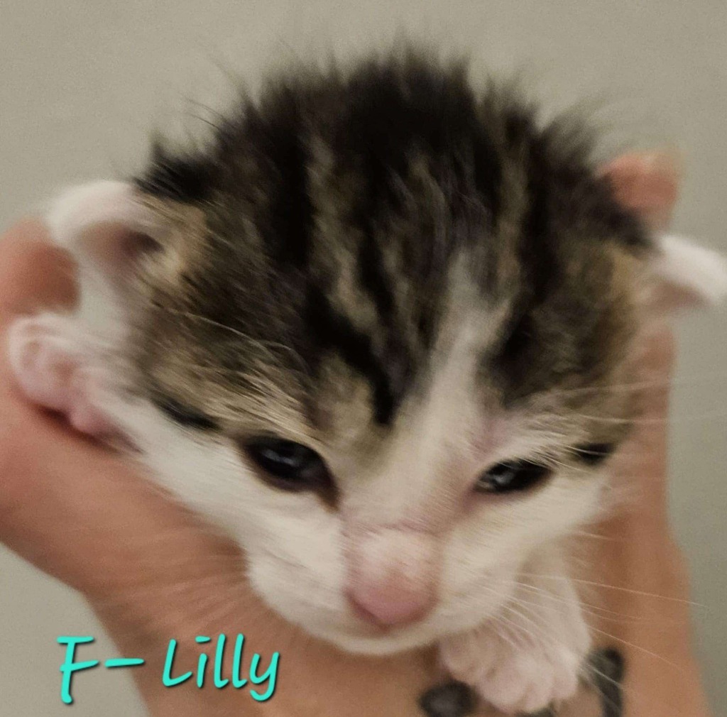Lilly, an adoptable Domestic Short Hair in Cloquet, MN, 55720 | Photo Image 1