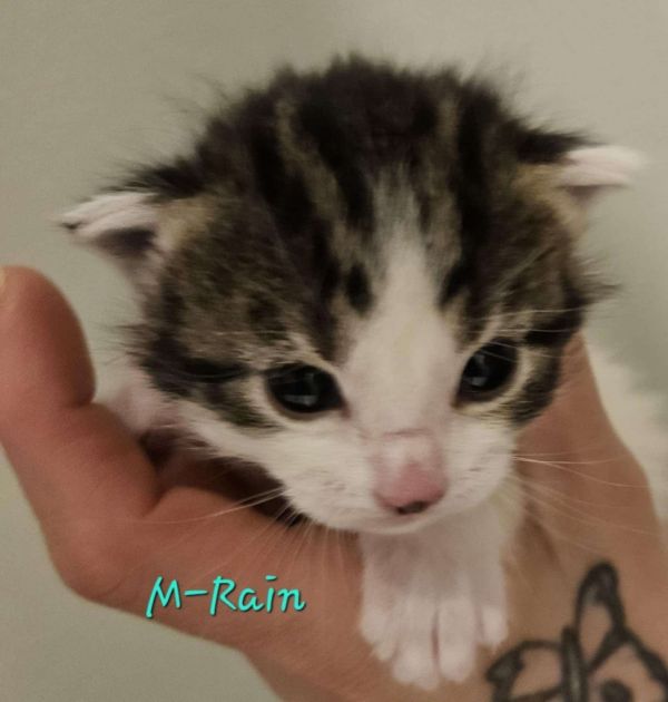 Pet Image